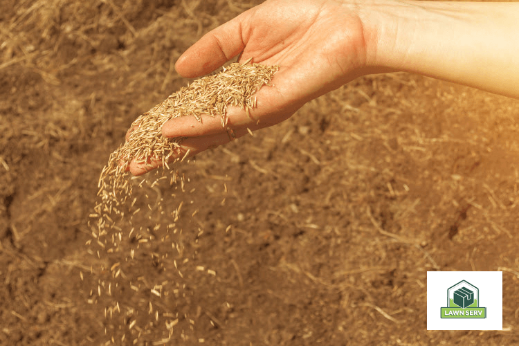 When is the Best Time to Plant Grass Seeds? Lawn Care Tips Lawn Serv